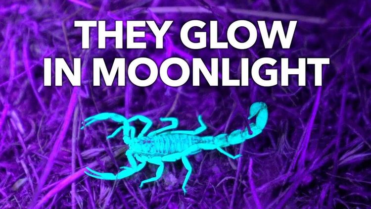 Why do scorpions glow?